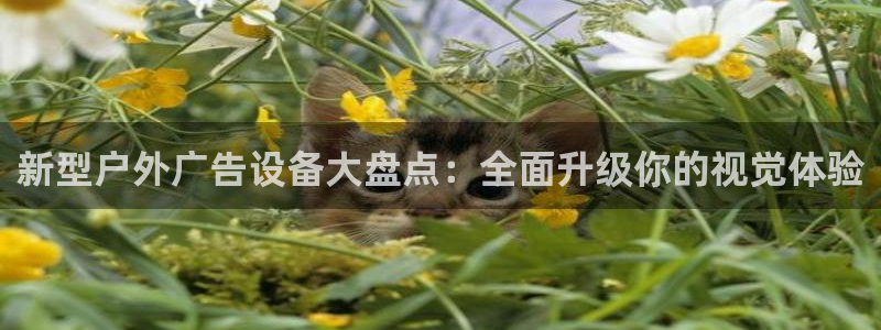 杏宇平台代理怎么样