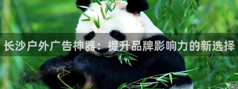 杏宇平台总代理电话